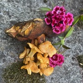 Kantareller och blodsopp, juni 2025.